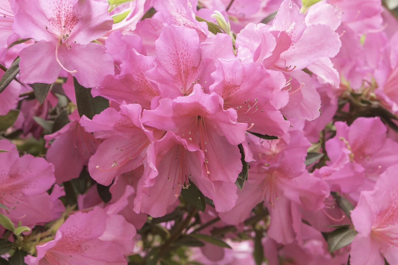 azalea (1 of 1).jpg