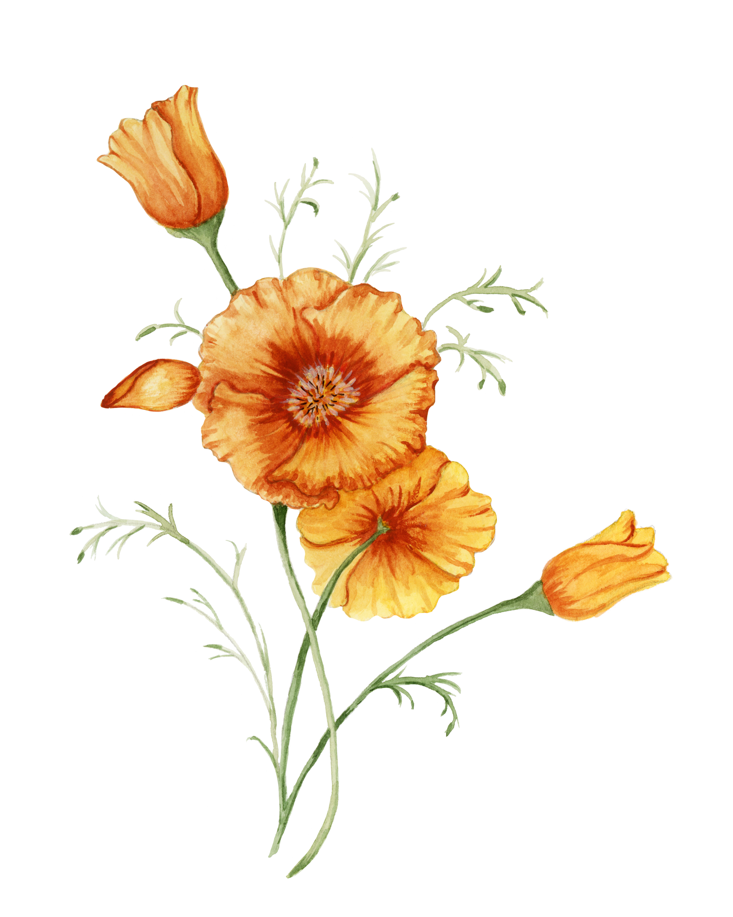CaliPoppies-1.png