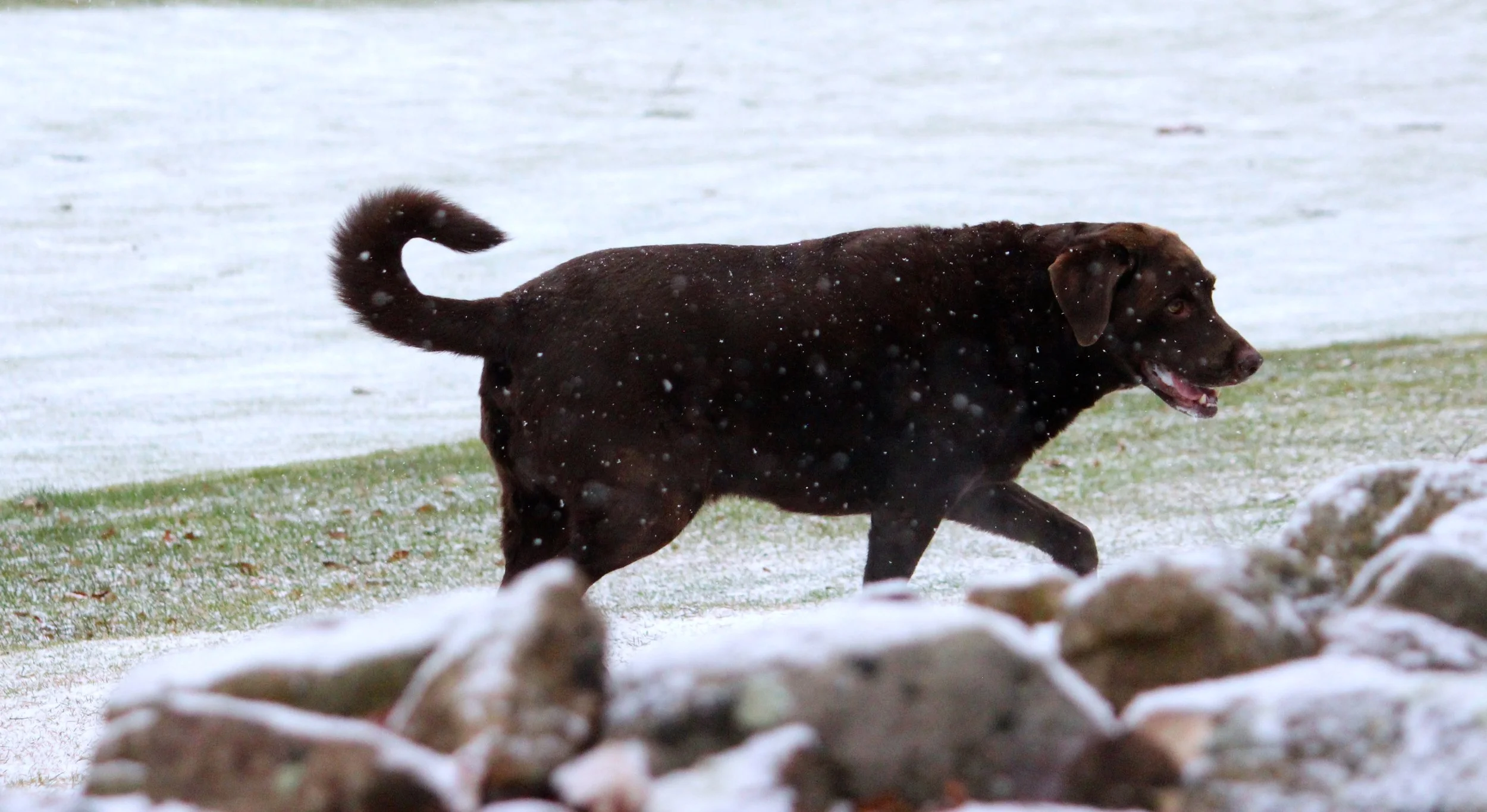  Copyright © 2016 Chelsea Wingo 