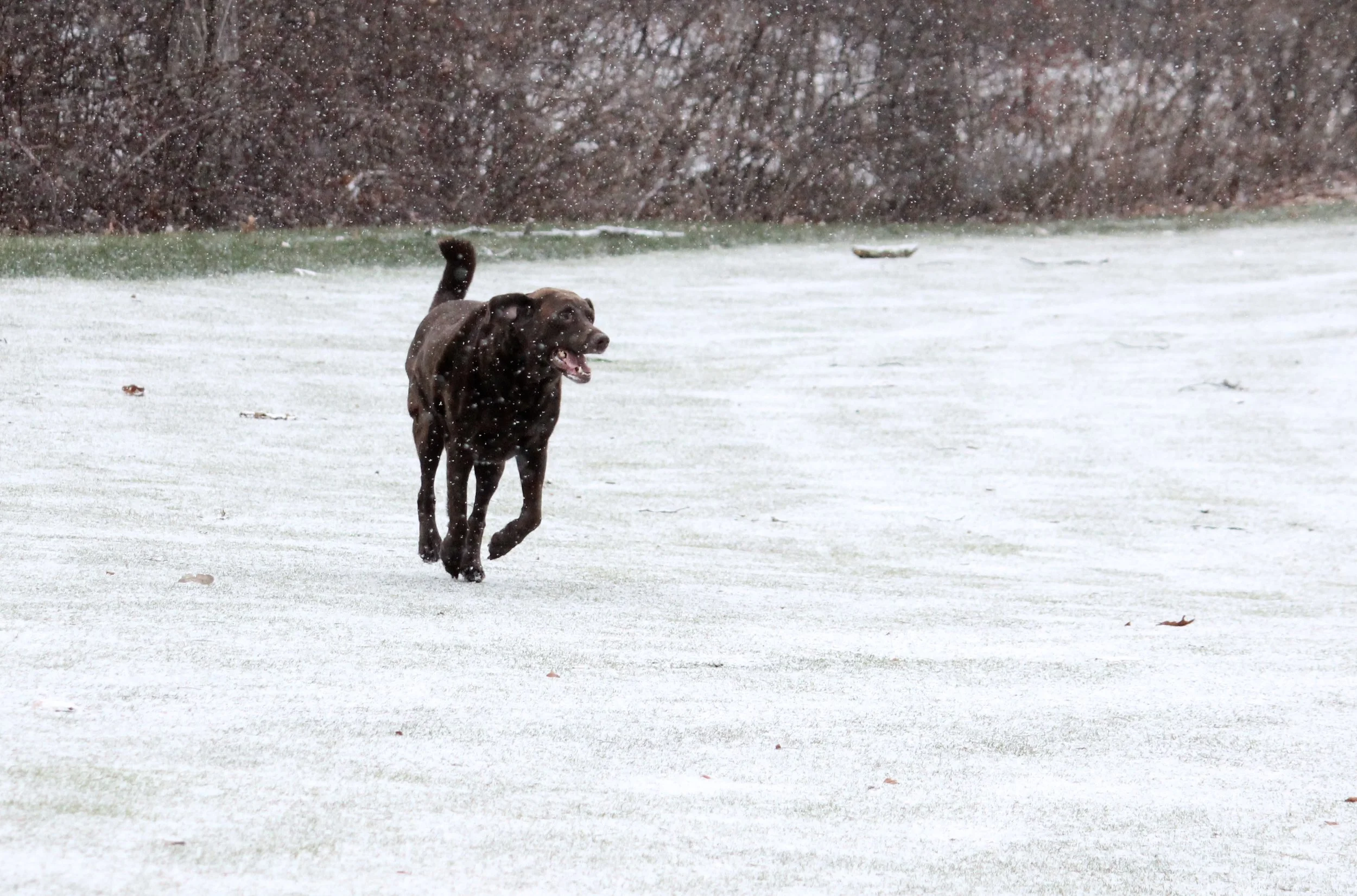  Copyright © 2016 Chelsea Wingo 