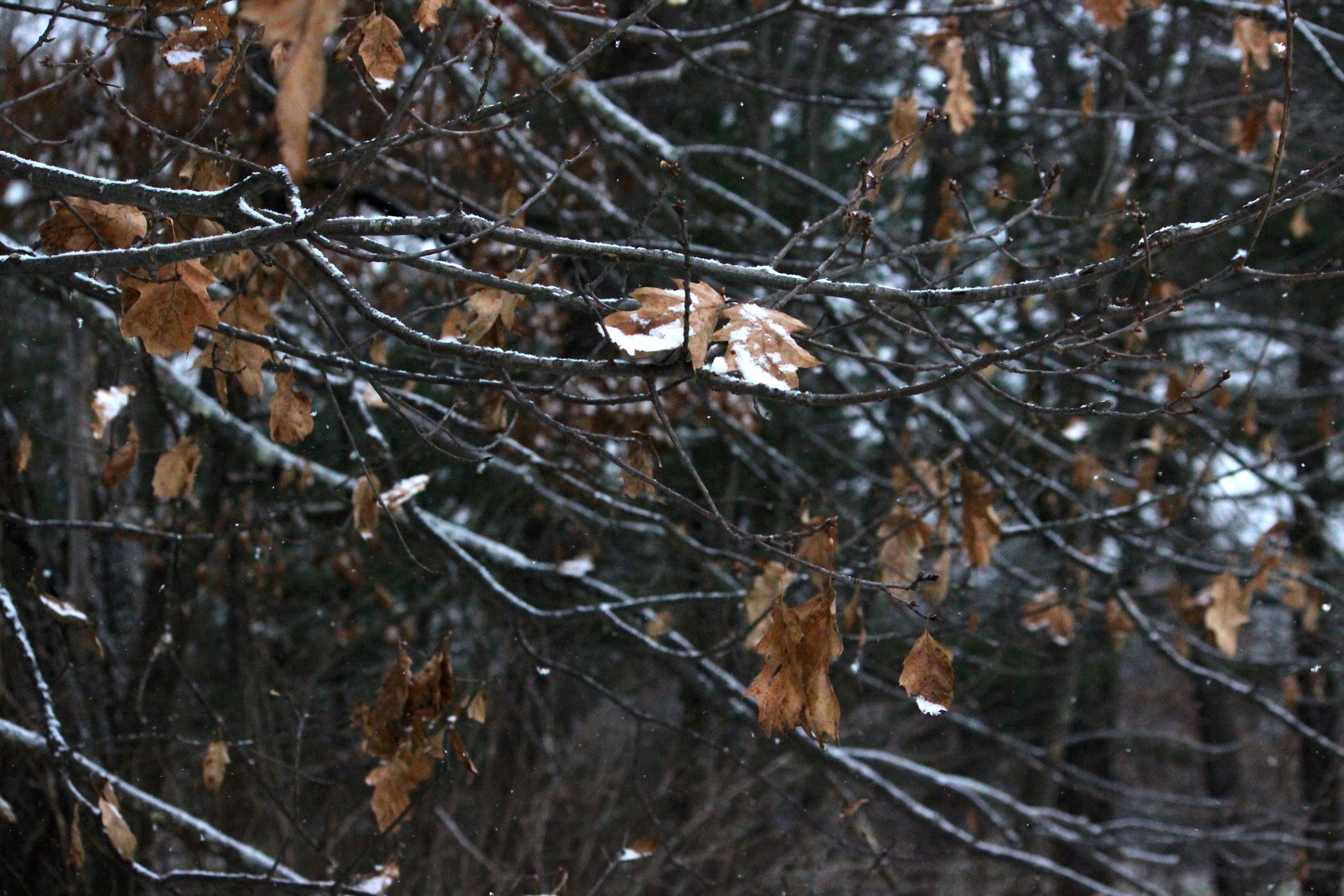  Copyright © 2016 Chelsea Wingo 