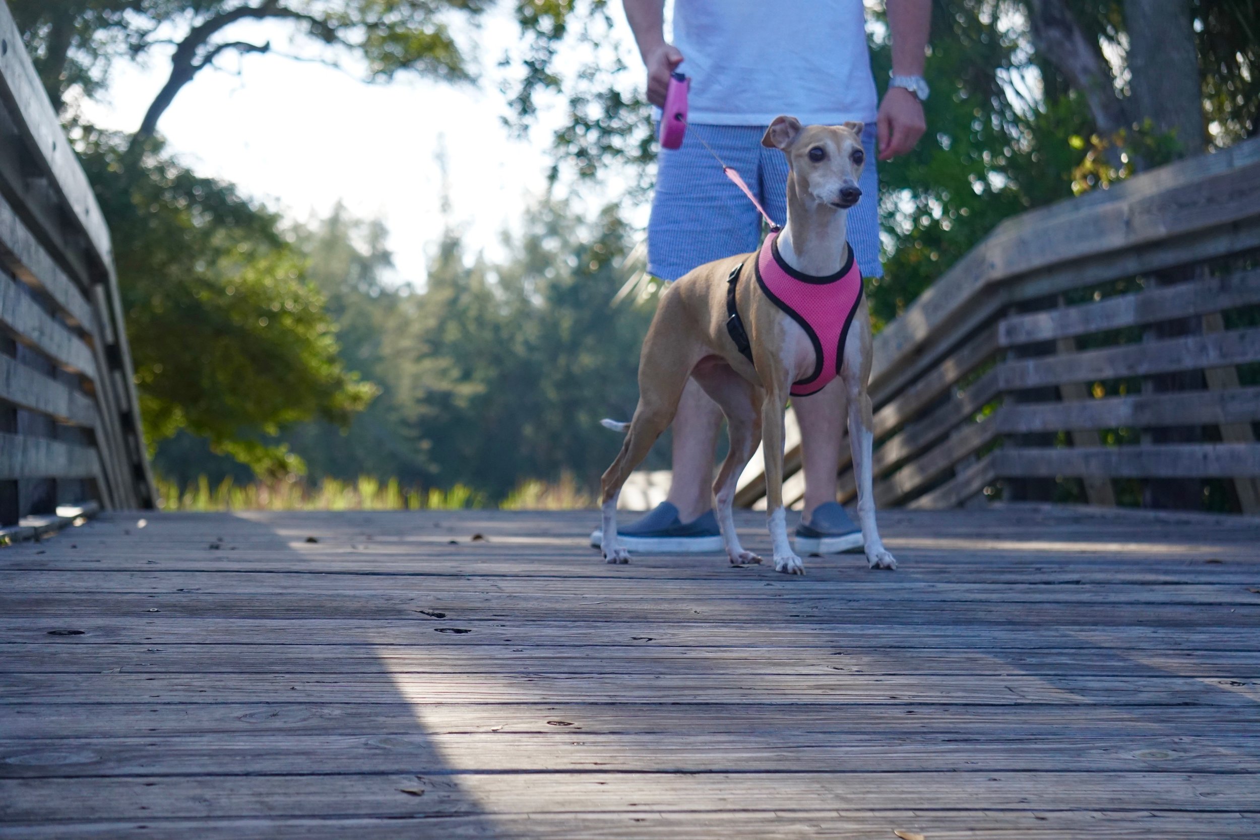 Our sweet dog, Pria