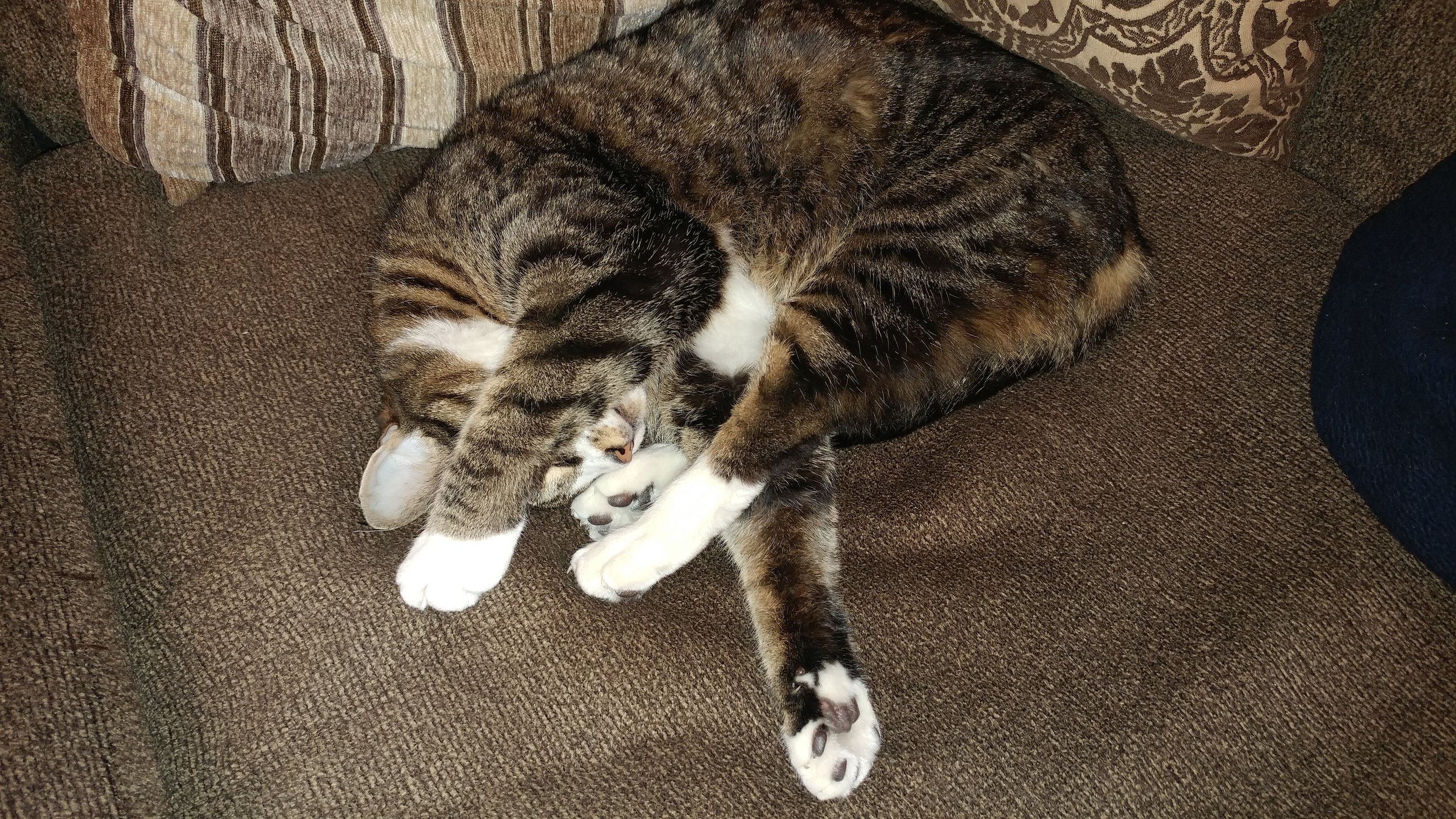 Belle the kitty