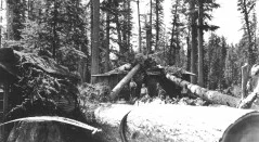 Fallen Giants