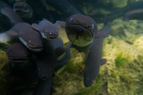 Anatoki Eel feeding.jpg