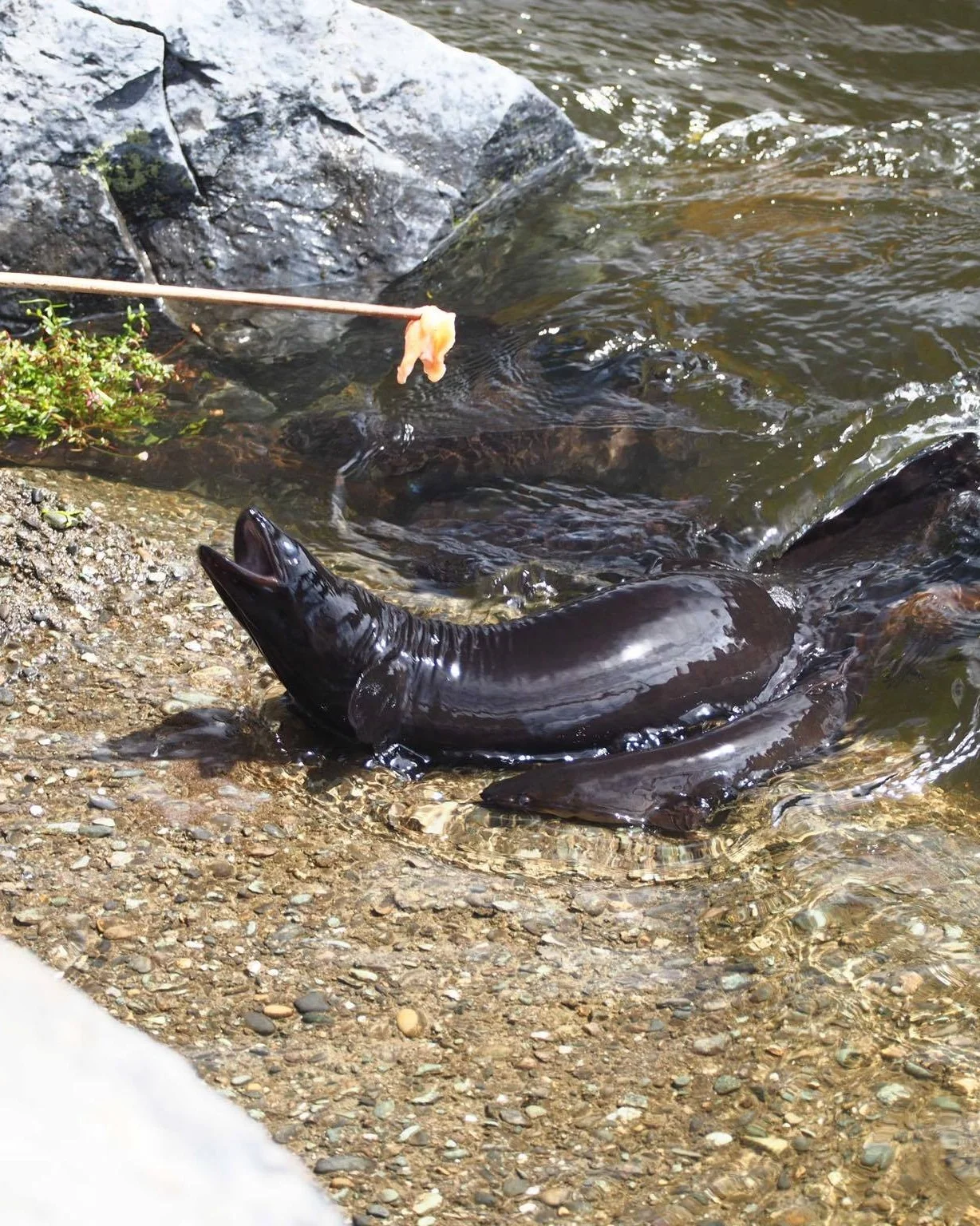 Anatoki Eels