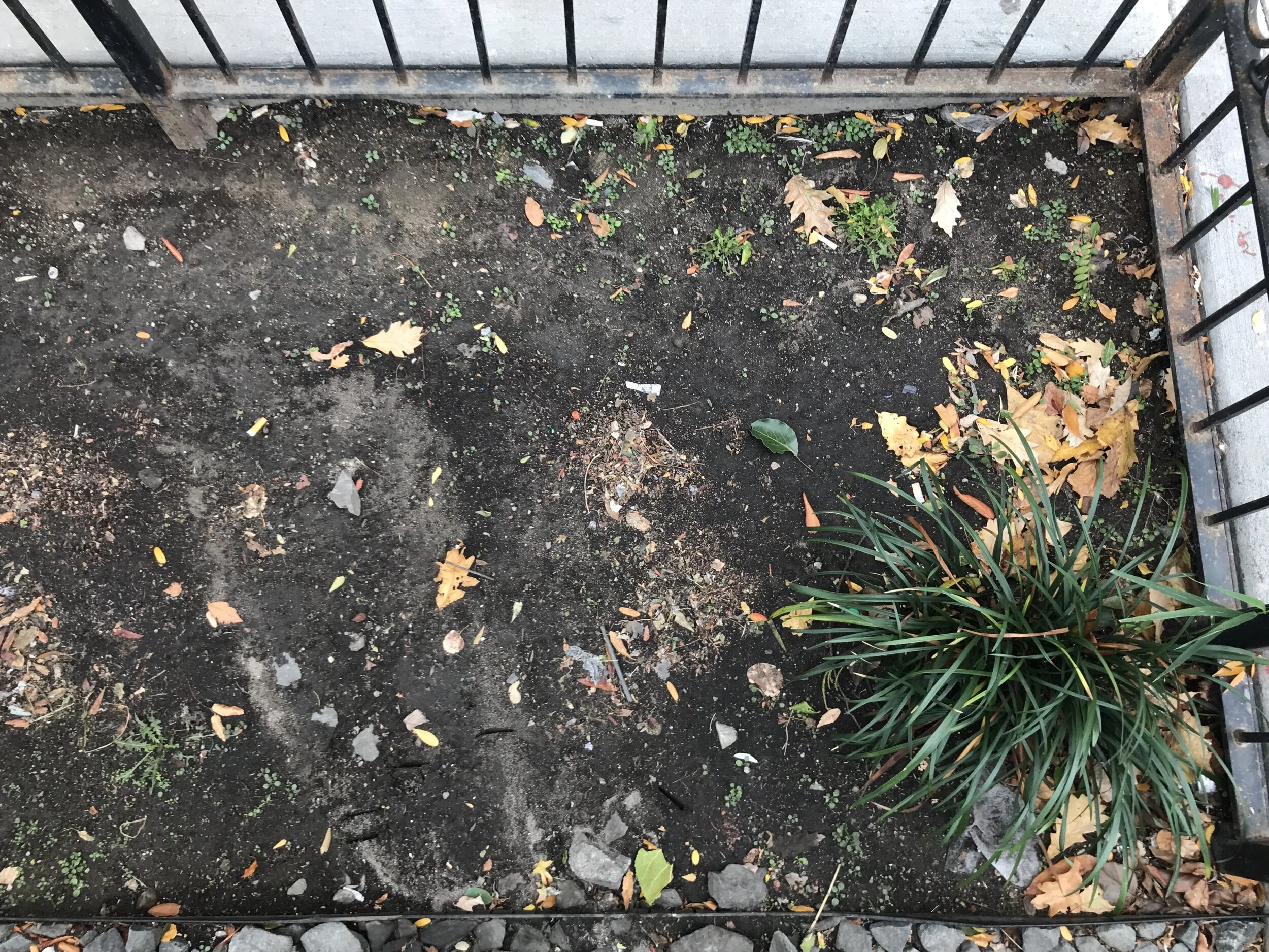 Evidence of flow into the raingarden