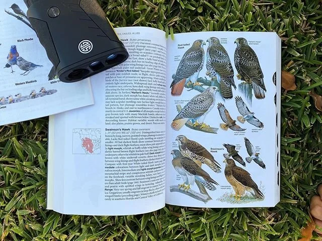 I can&rsquo;t confirm what kind of Hawk we saw, but my little nature dude, Ad, spotted a juvenile hawk in our neighbors tree tonight! 😍 I&rsquo;m going to guess a red tailed hawk!