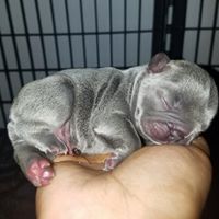 french bulldog puppy