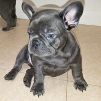 french bulldog puppy