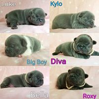 french bull dog puppies for sale