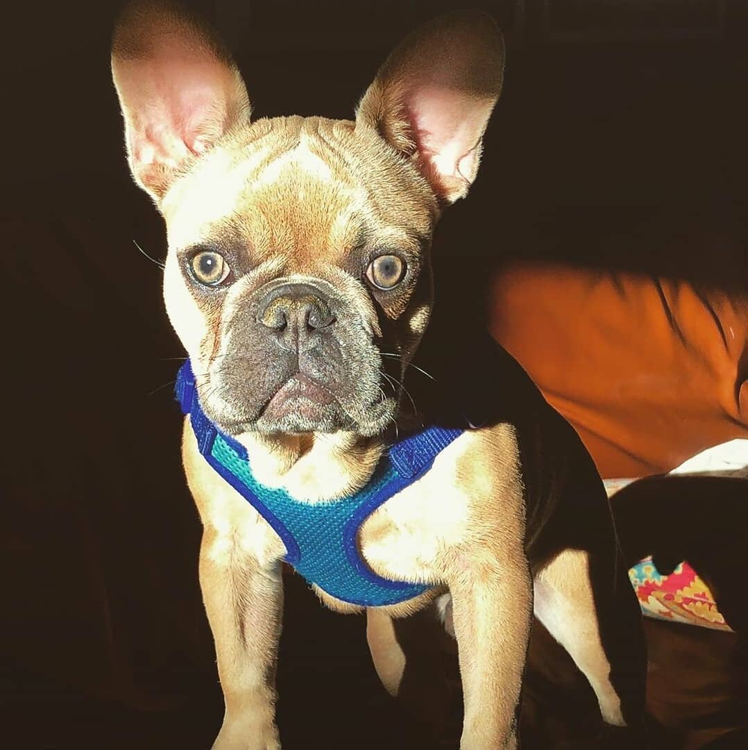 Go follow Oliver @oliver.the.frenchie_