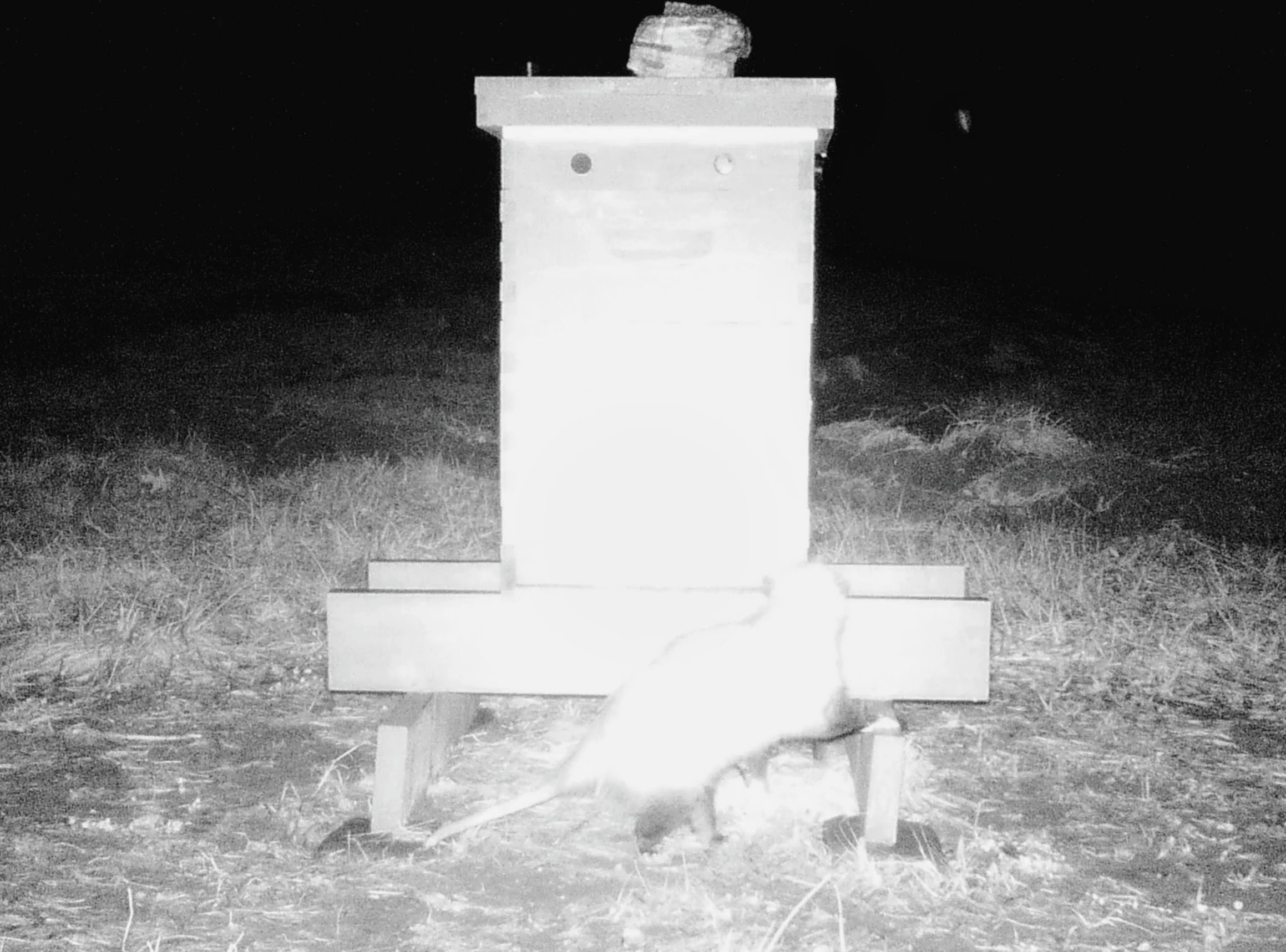 Opossum (possum) at a honey bee hive