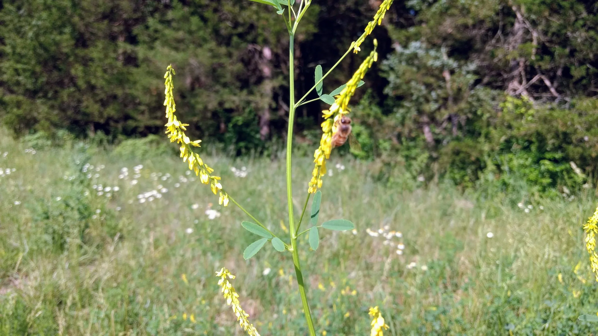 Honey bee foraging on yellow sweet clover