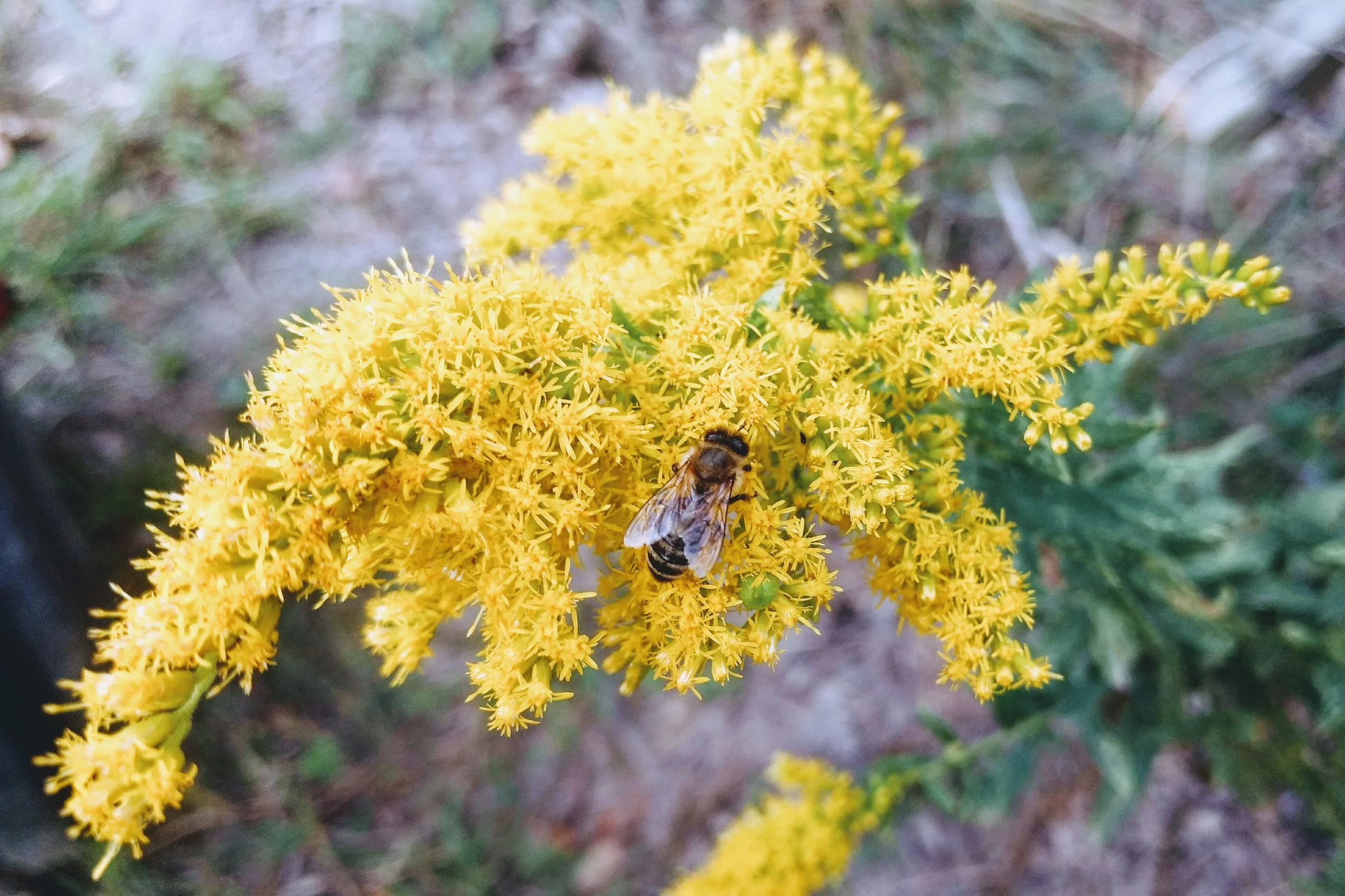 Honey bees don’t start showing up on my goldenrod flowers until late September