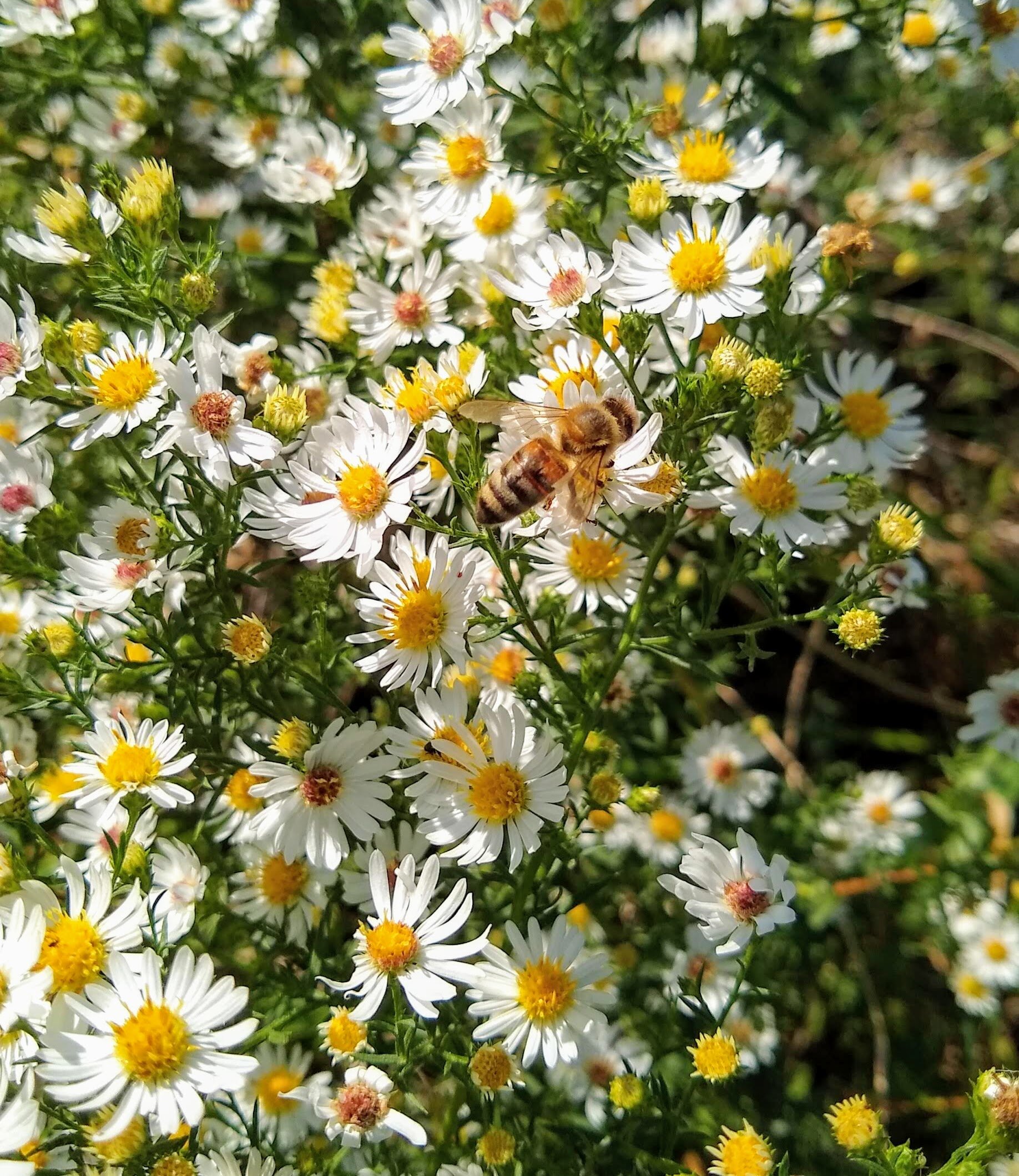 On the upside, fall wildflowers (including these white asters) are still blooming, providing both nectar and pollen