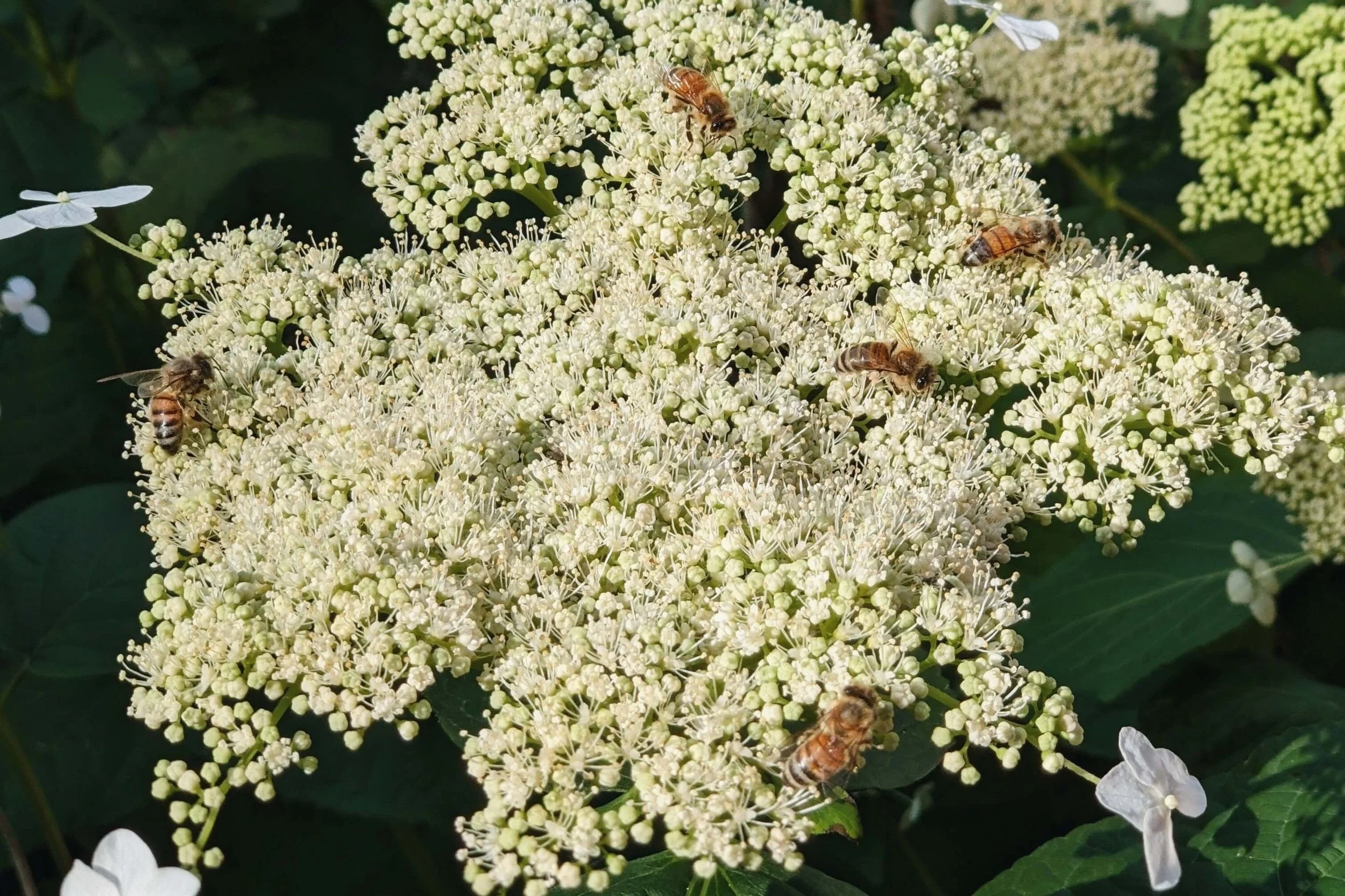 Hydrangea arborescens, wild hydrangea flowers in bloom with honey bees