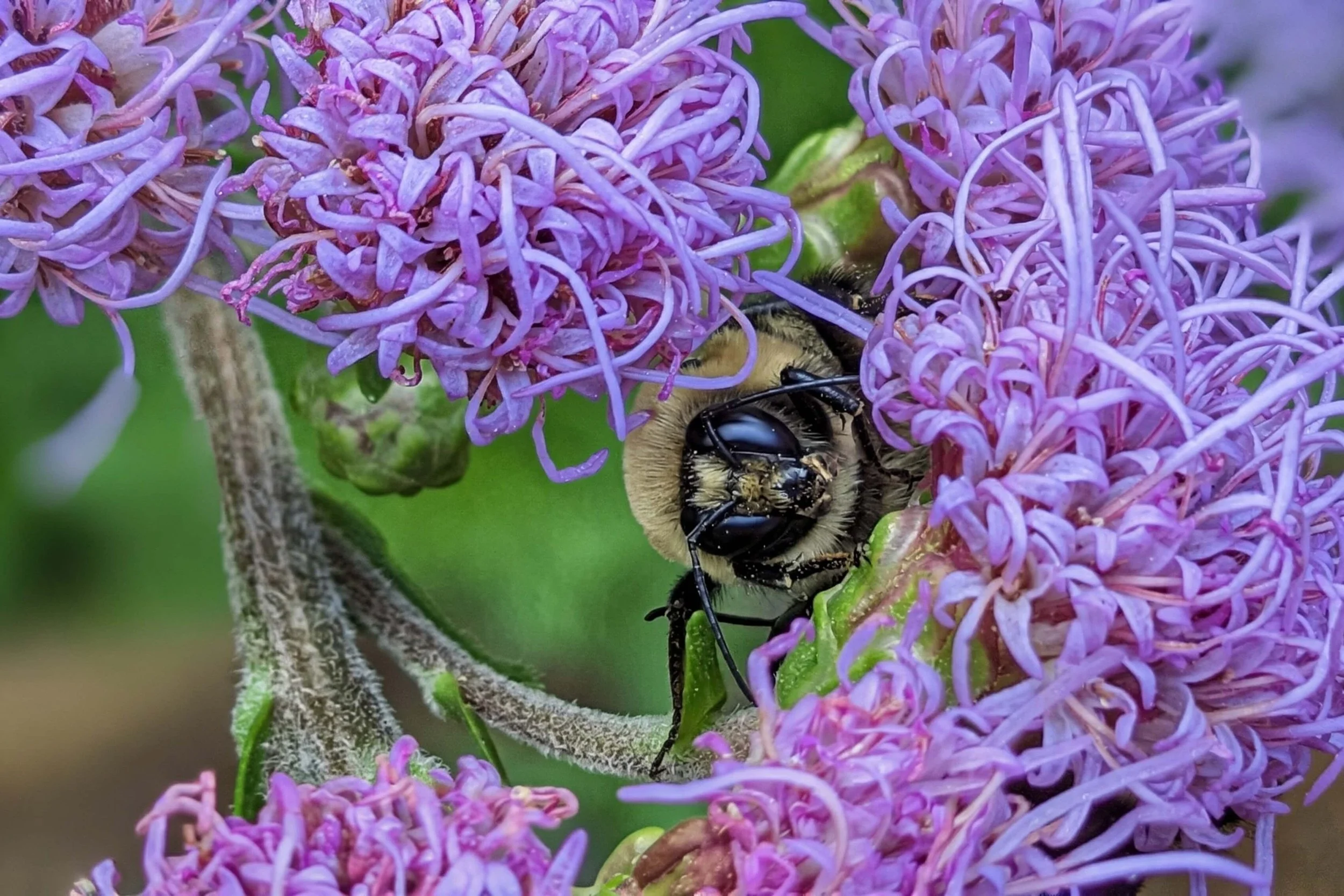 Liatris scariosa, savanna blazing star flowers in bloom with a sleeping bumblebee