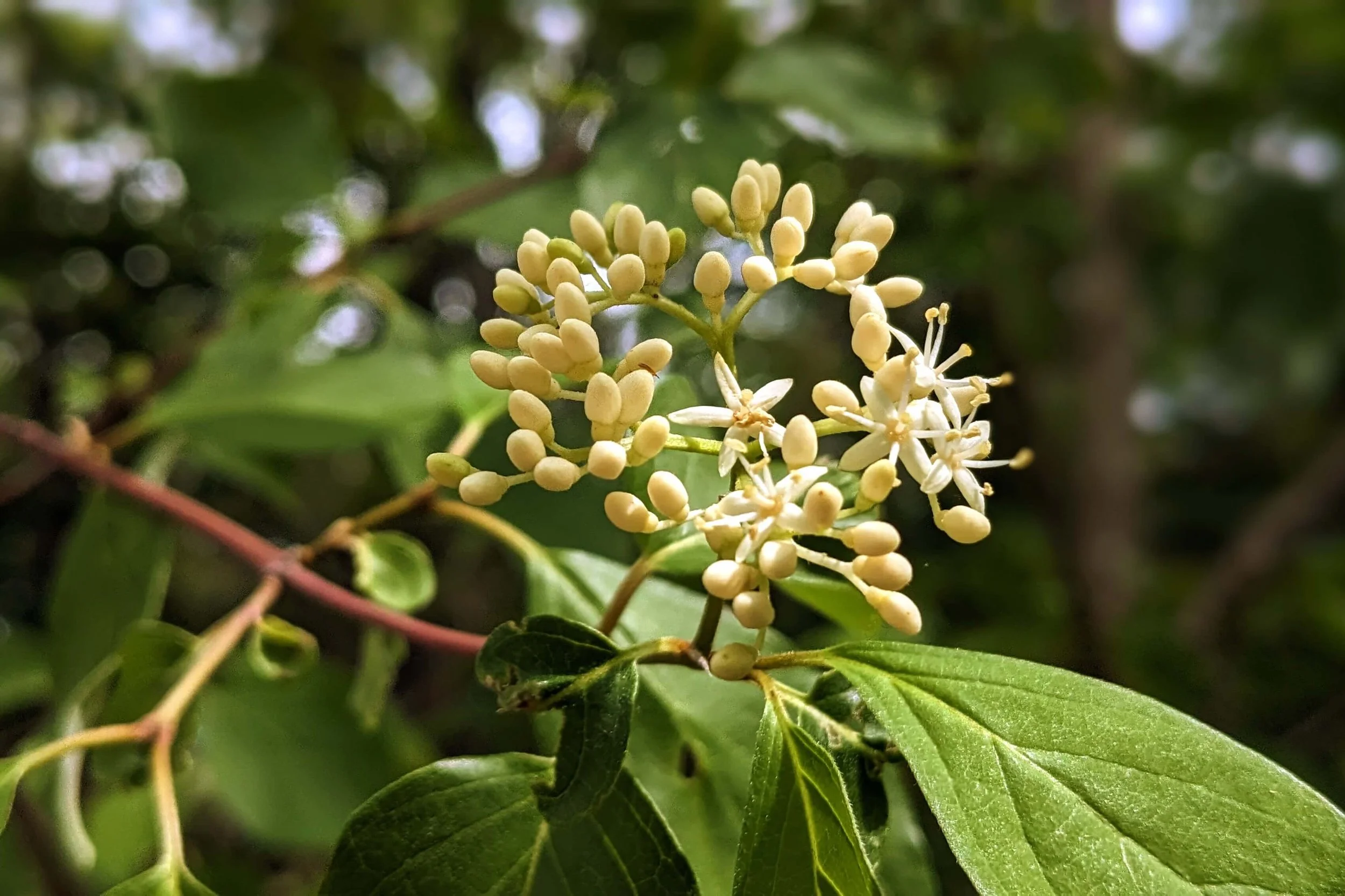 Roughleaf (rough-leaved) dogwood flowers starting to bloom (Cornus drummondii)