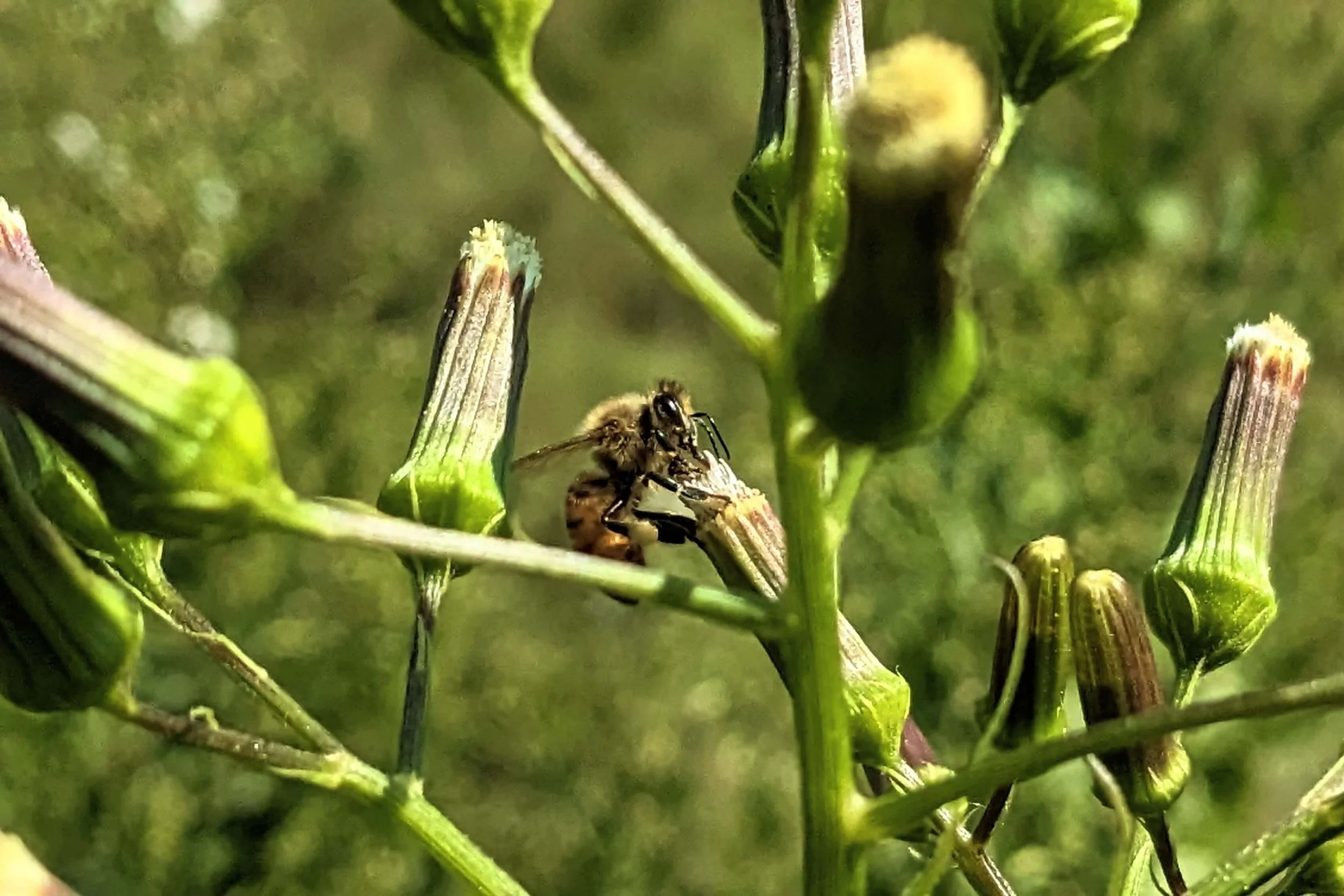 Burnweed (aka fireweed or Erechtites hieraciifolius) flowers with a foraging honey bee
