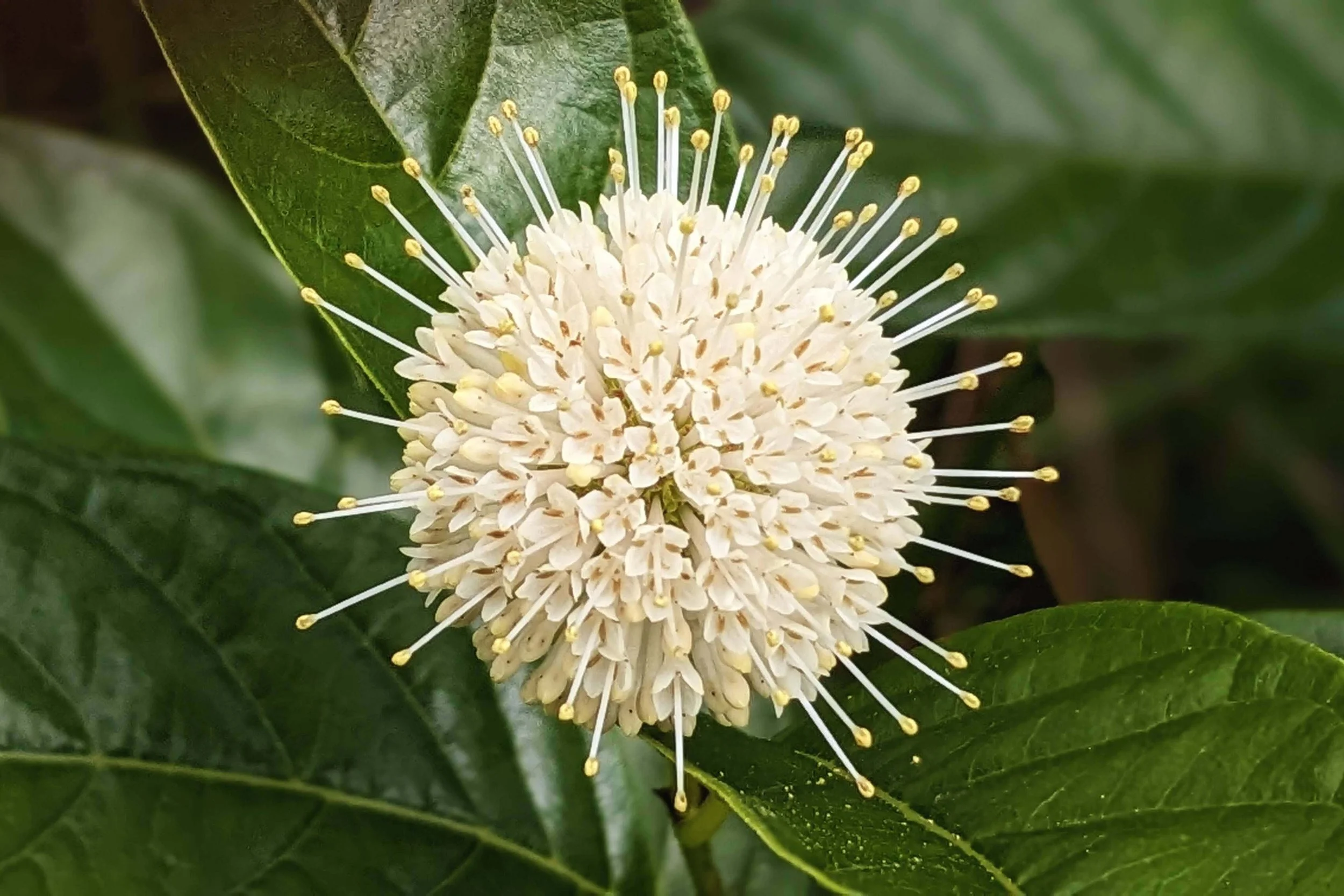 Buttonbush flowers in bloom (Cephalanthus occidentalis)