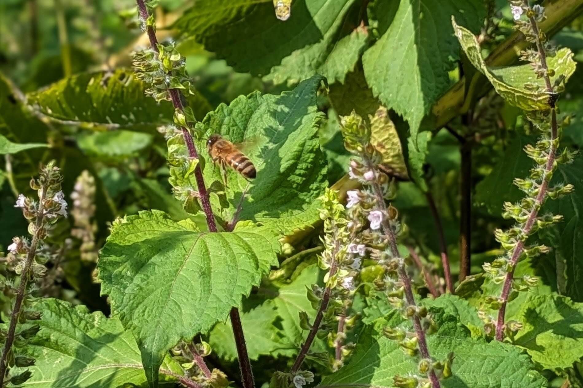 Beefsteak plant (Perilla frutescens) in bloom with a foraging honey bee