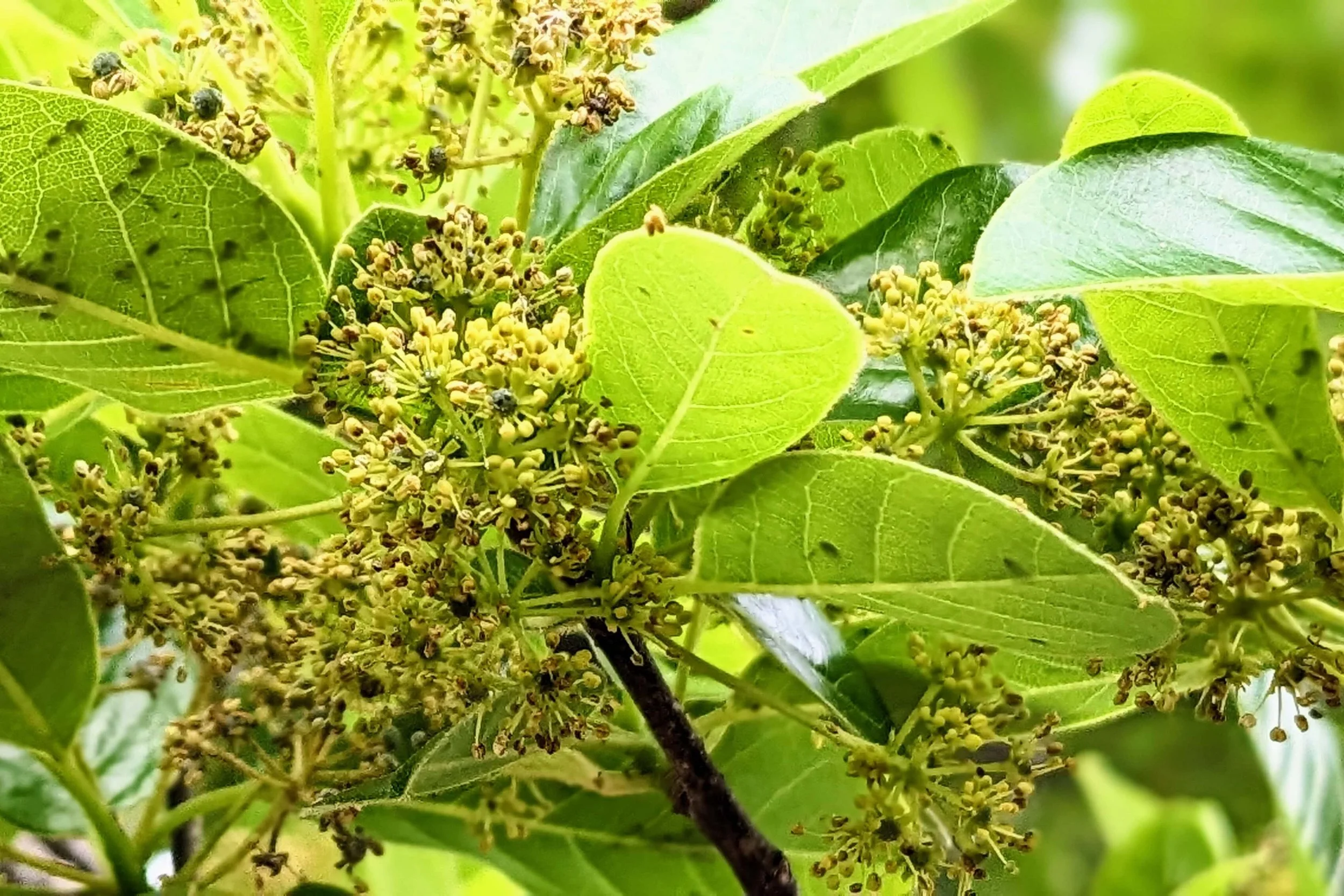 Black tupelo tree (or black gum) male flowers (Nyssa sylvatica)
