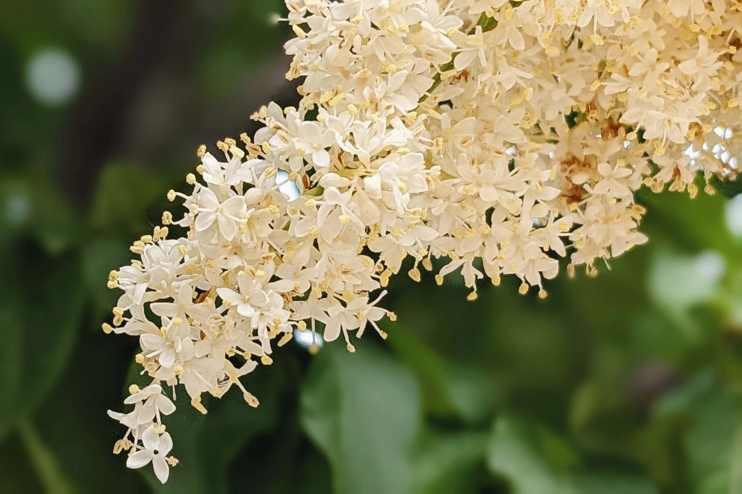 A flowering Japanese lilac tree (Syringa reticulata)