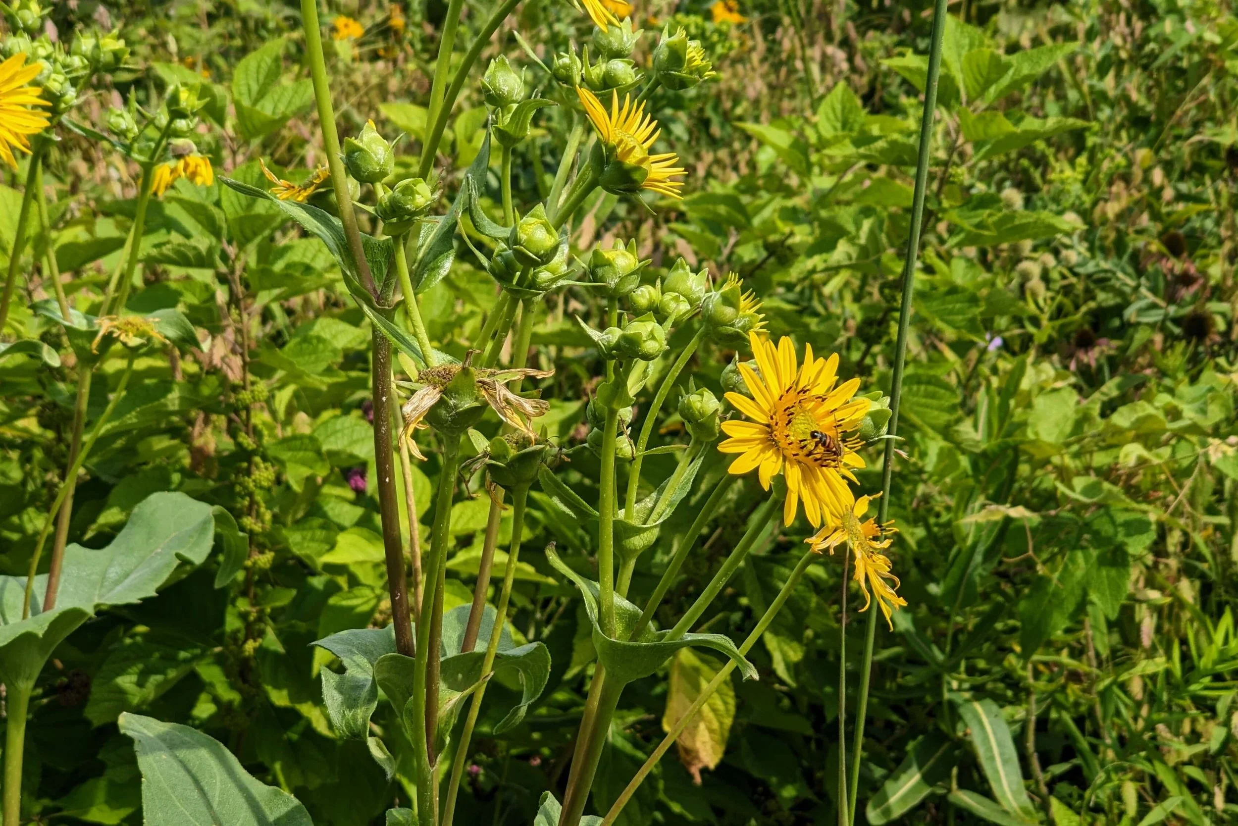 Cup plant flowers (Silphium perfoliatum) with a foraging honey bee.