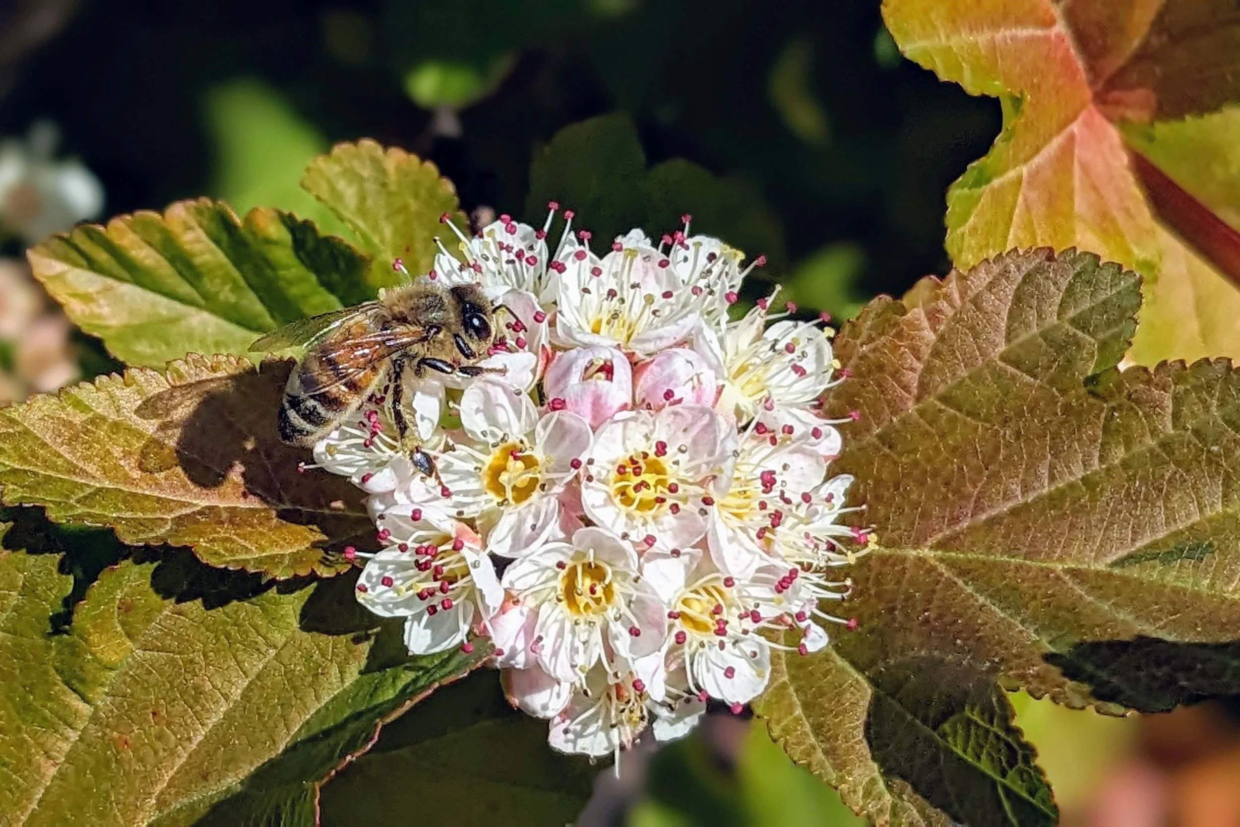 Physocarpus, ninebark flowers in bloom with a foraging honey bee