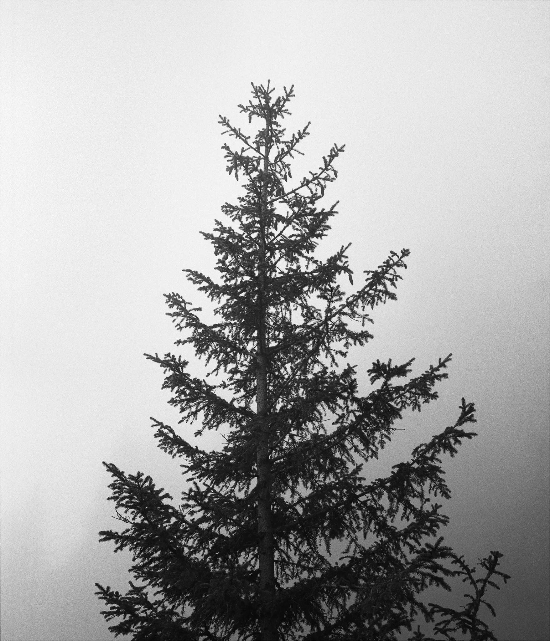 TreeTMB_2048_Web.jpg