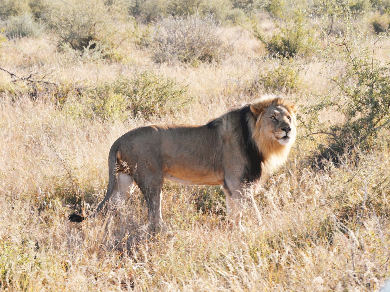 Lion @ Madikwe Reserve
