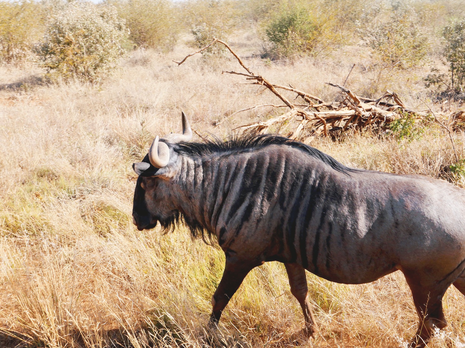 Wildebeest walking @ Madikwe Reserve