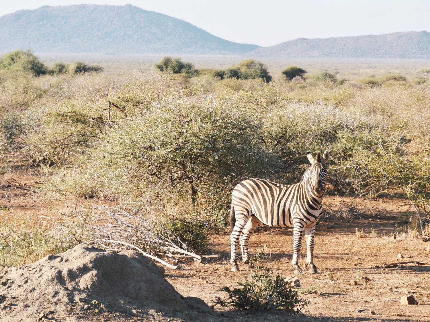 Zebra @ Madikwe Reserve
