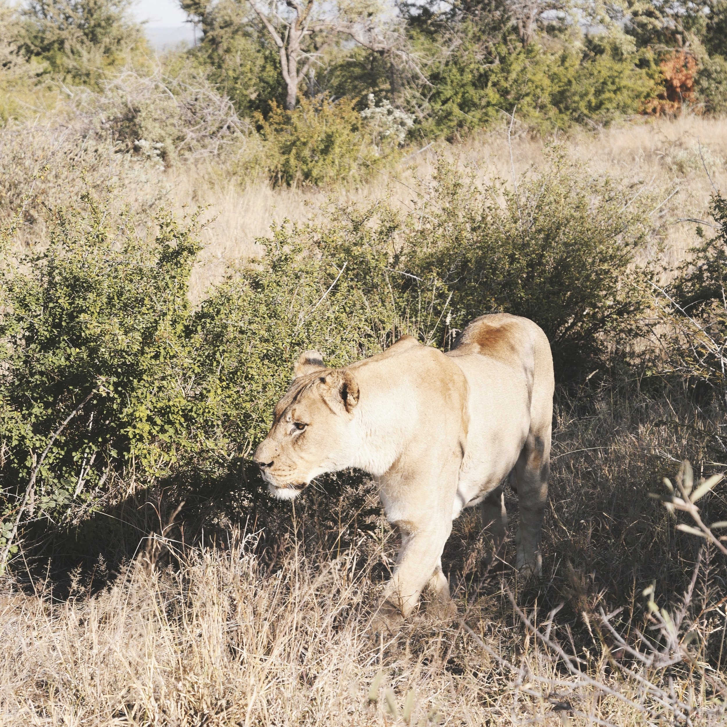 Lioness @ Madikwe Reserve