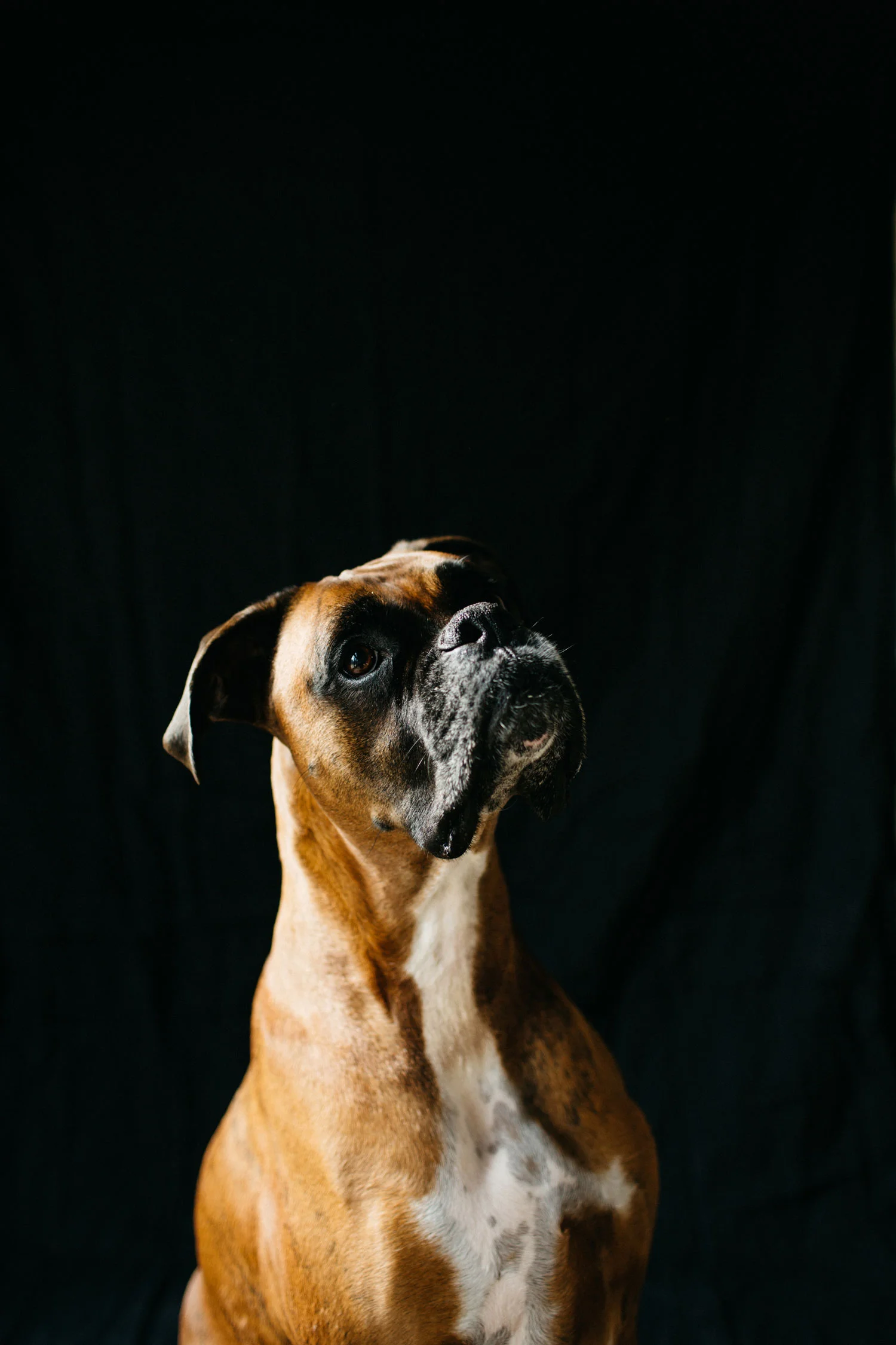 boxer_sml.jpg