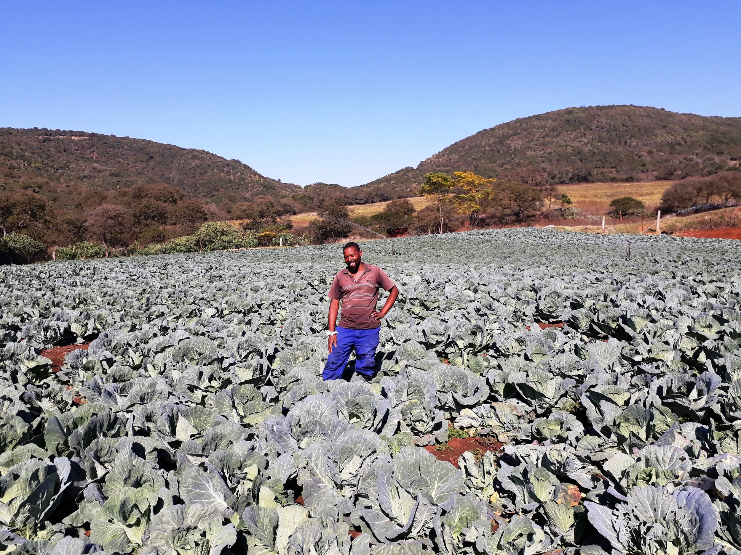 Mr Gehla Mngoma, with his flourishing crop of cabbages now under irrigation on Ponderosa near Ixopo. Gehla has been mentored by the former owner of the farm, Mr Beesie Stone and his partner, Mr Craig Macfarlane.