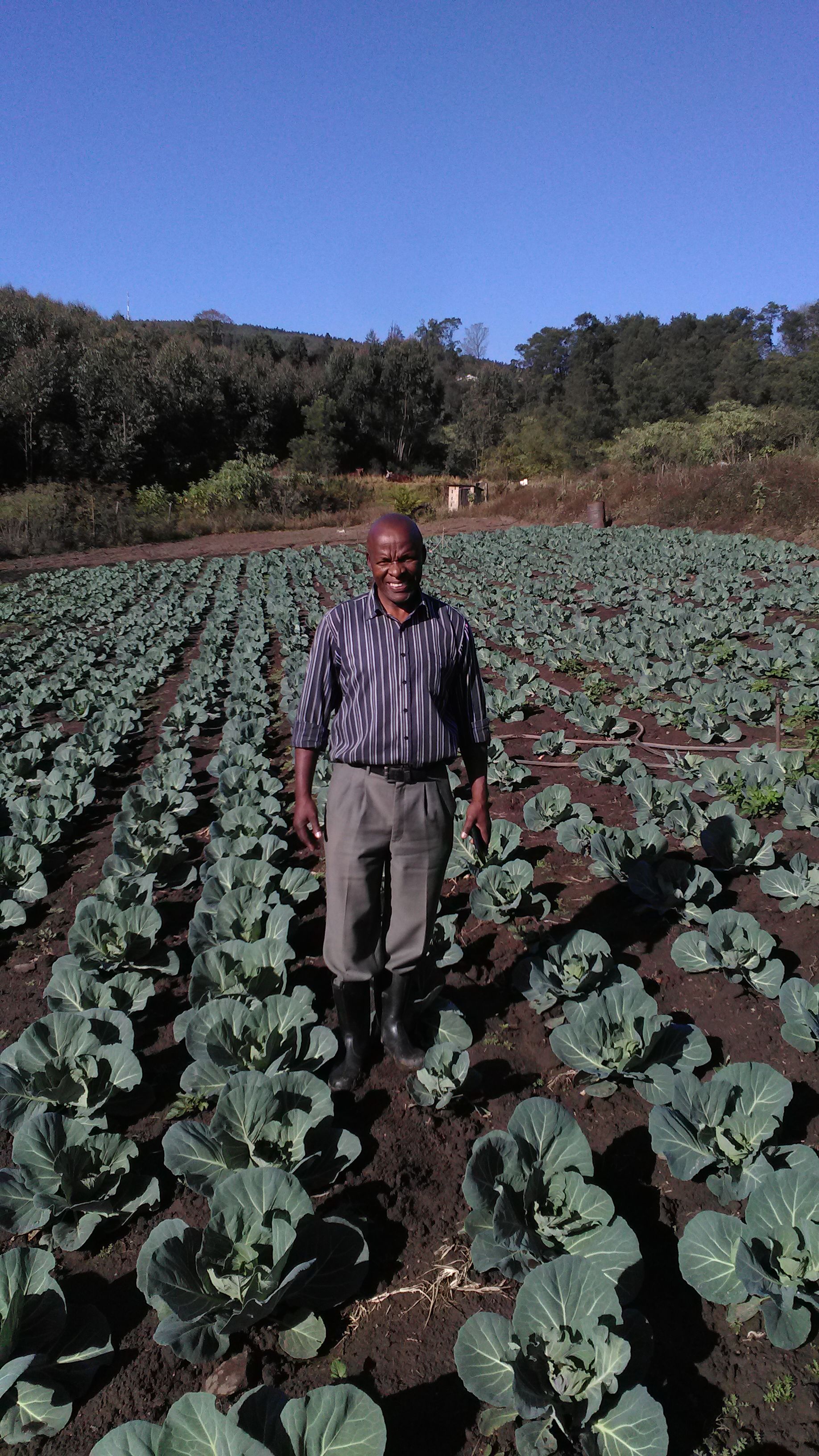 Mr Cyril Hlengwa on his farm in Hlutankungu near Highflats