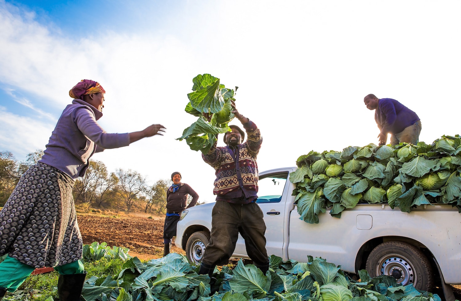 Loading cabbages (1)-min.jpg