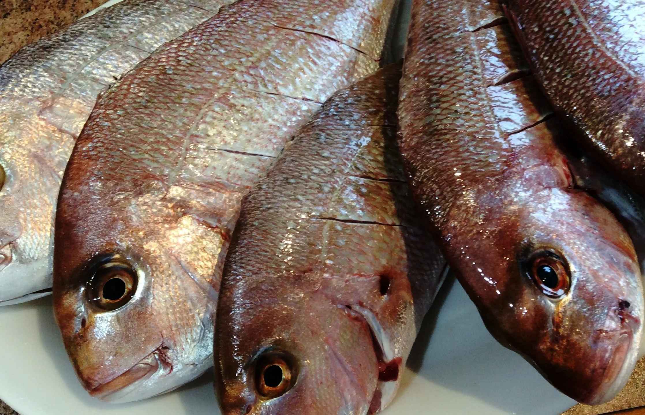 snapper.JPG