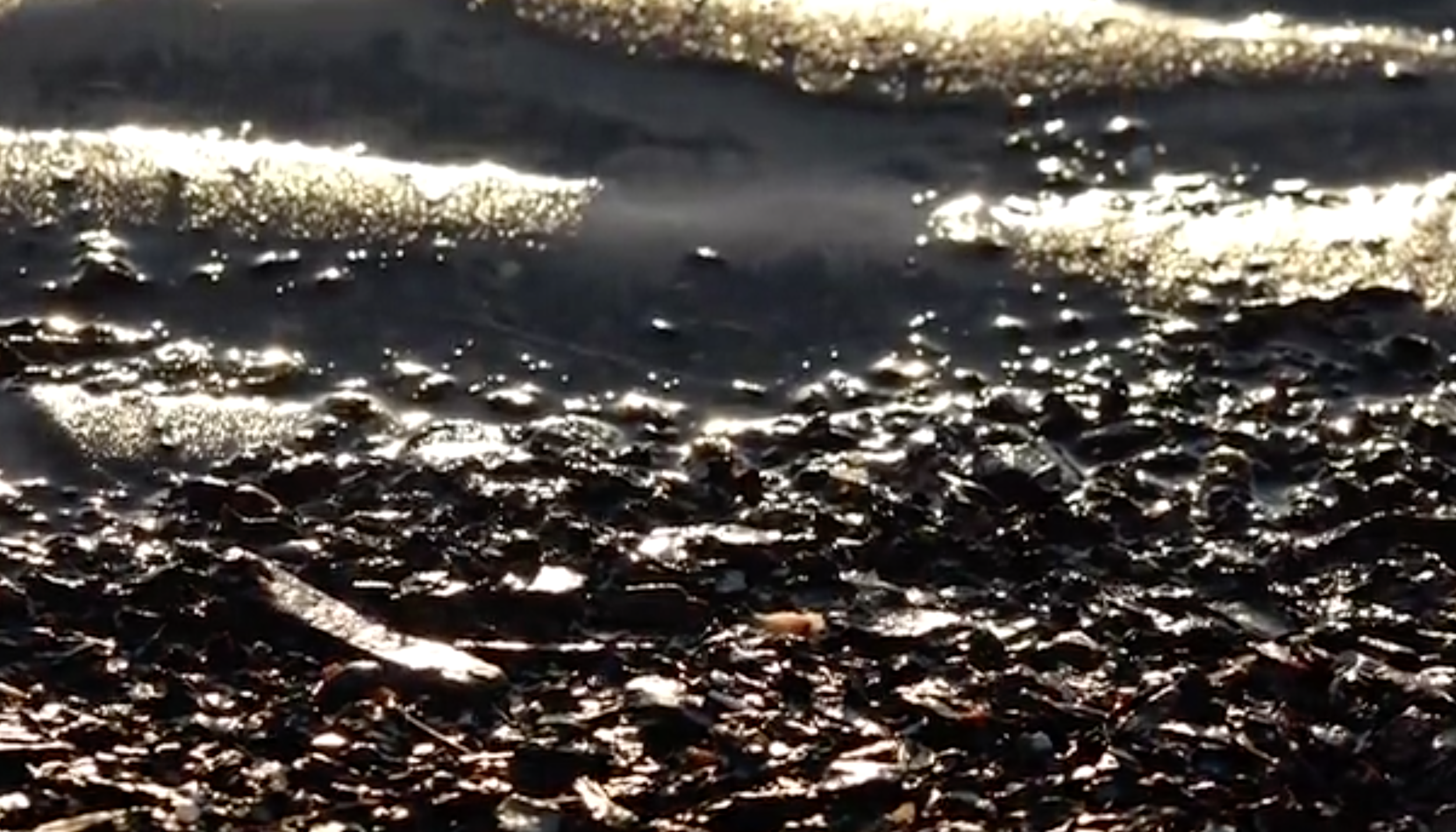   flotsam (2019)   Director: Augusta X. Thomson  Cinematographer: Augusta X. Thomson  Editor: Augusta X. Thomson  Producer: Program in Culture and Media, New York University    Screenings:   WILD Film Festival   Filmshift Film Festival  Student World