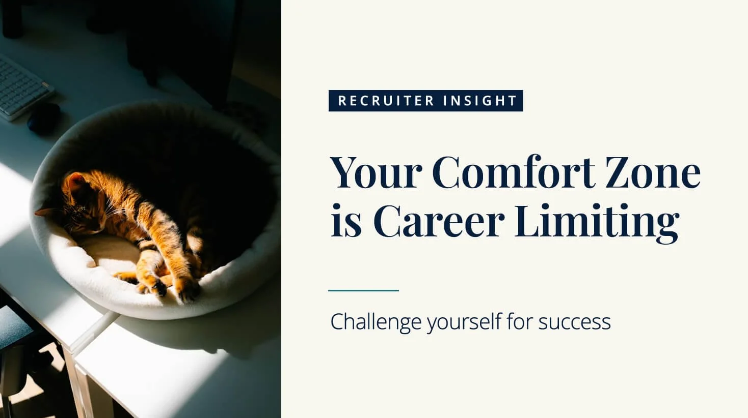 Cat sleeping next to a computer, representing career growth, comfort zones and the small steps involved in professional change.