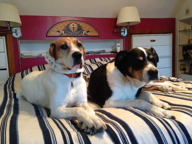 Covid-19, Lockdown and Your Pets 