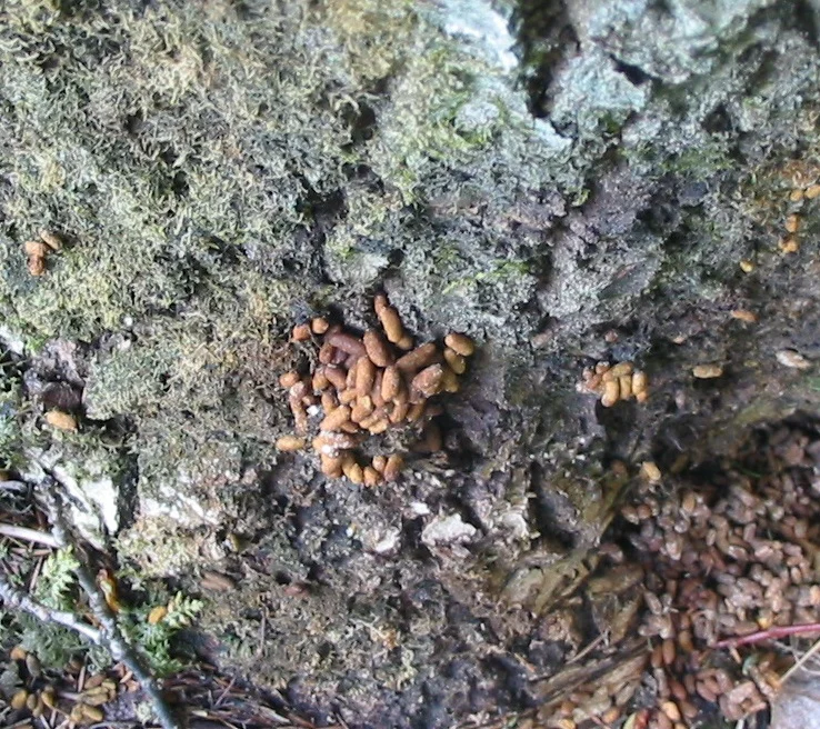 HKL: Liito-oravahakemus pysäytti Raide-Jokerin puunkaadot