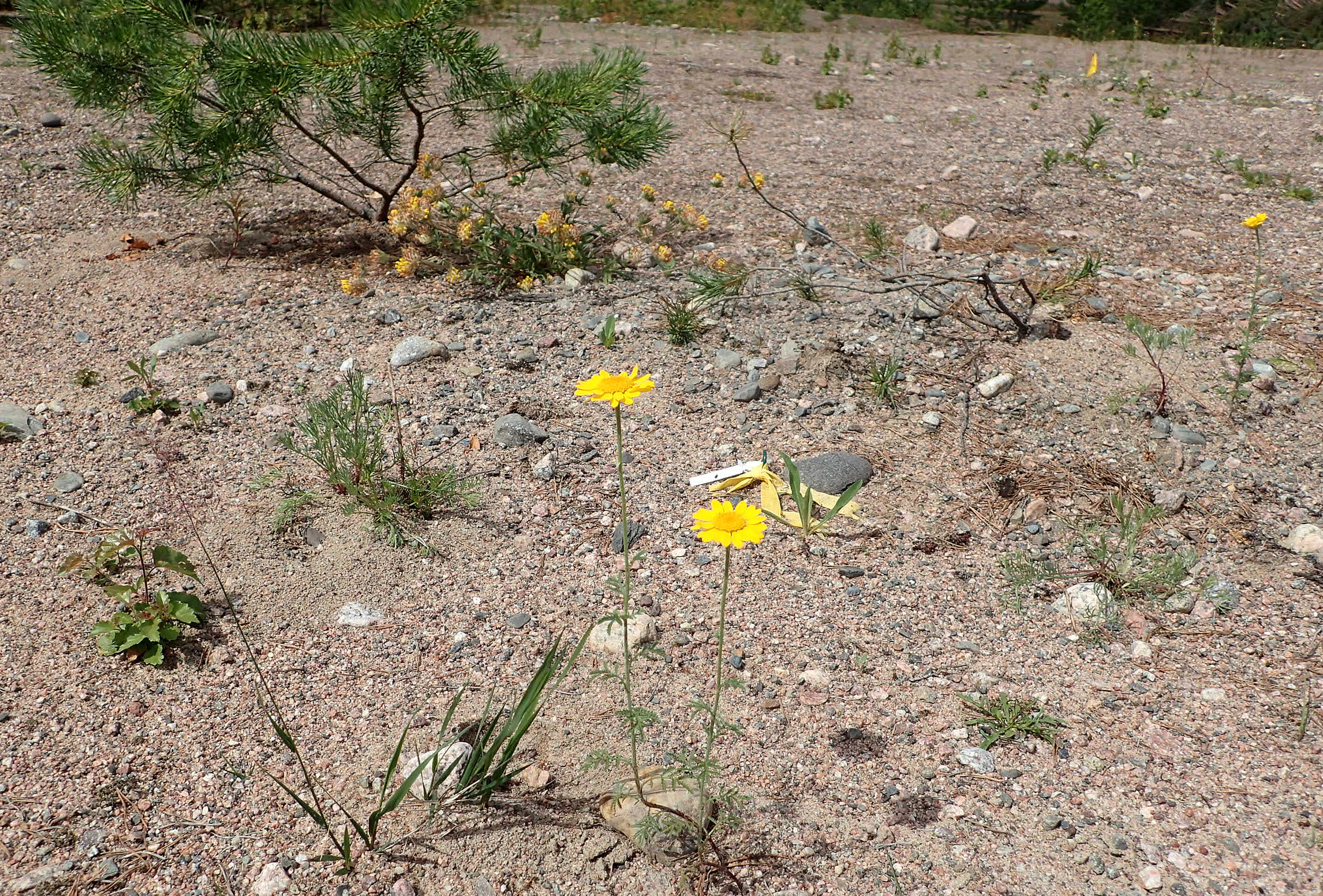 Väylä onnistui siirtämään harvinaisia lajeja ekosysteemihotelliin