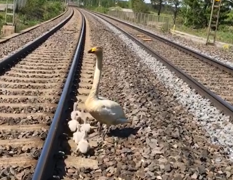 Liikenteenohjaaja ja veturinkuljettaja pelastivat joutsenperheen - "Liikenne on pysäytettävä kunnes kaikki on autettu turvaan"