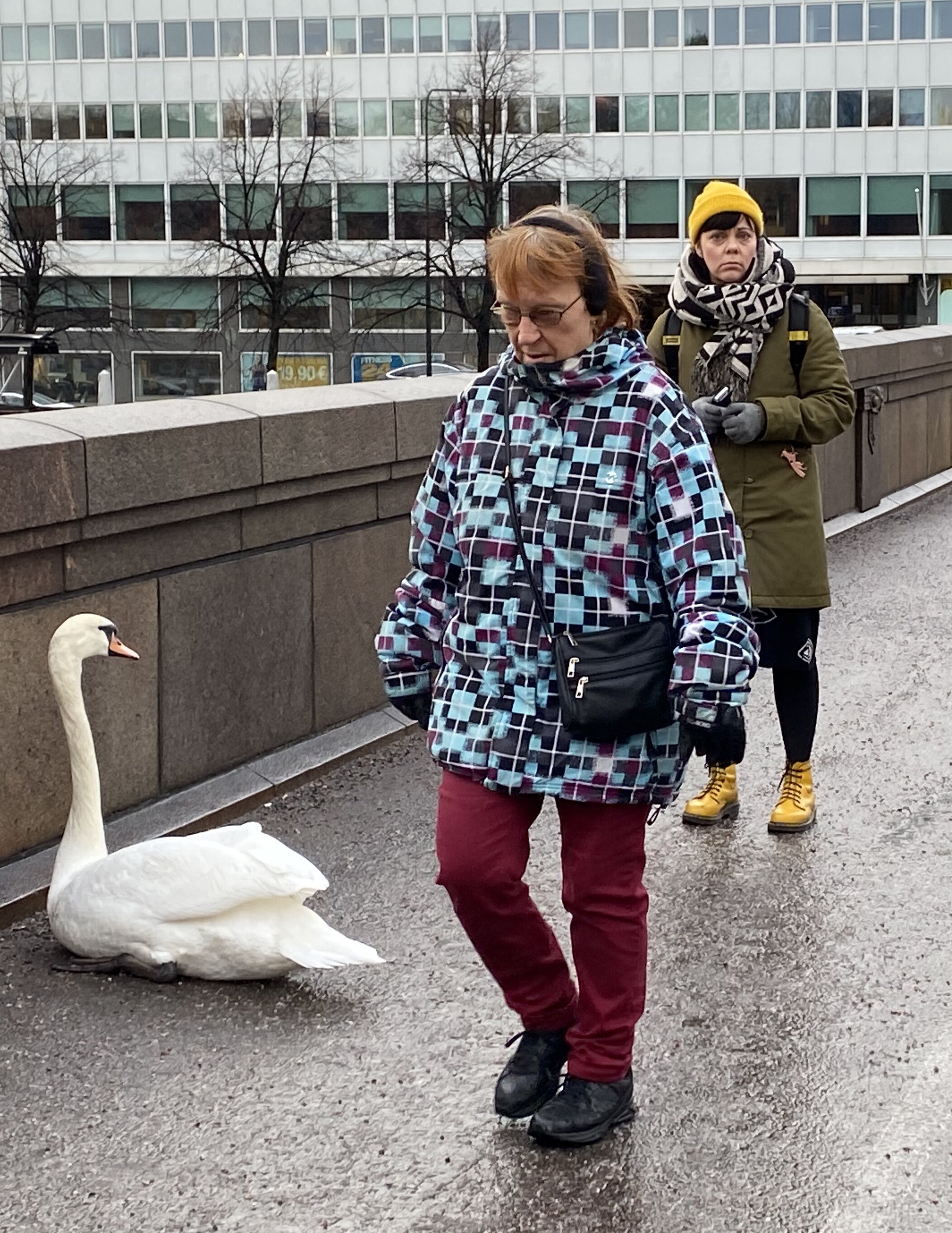 IS: Raitiovaununkuljettaja pelasti joutsenen