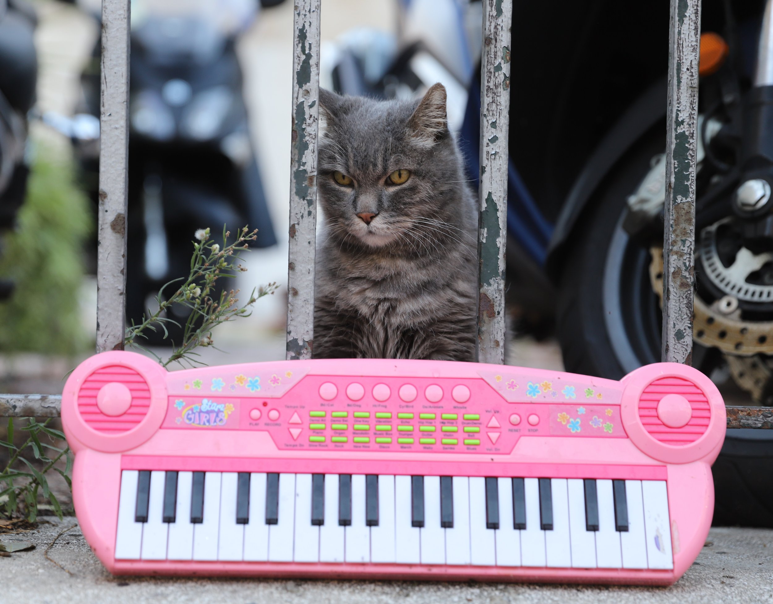 HS: Kissa lähti yksin junalla Kuopioon?