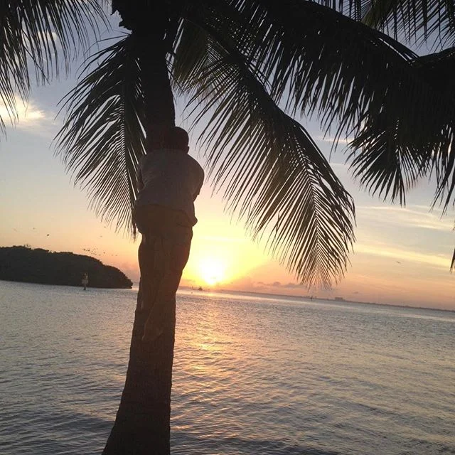 Sometimes I like to #climbtrees .
.
.
.
#childforlife #playlikeakid #trees #sunset #whereswaldo #hidinginplainsight #capturinglight #coconut #palmtree #perfection #embracethemoment
