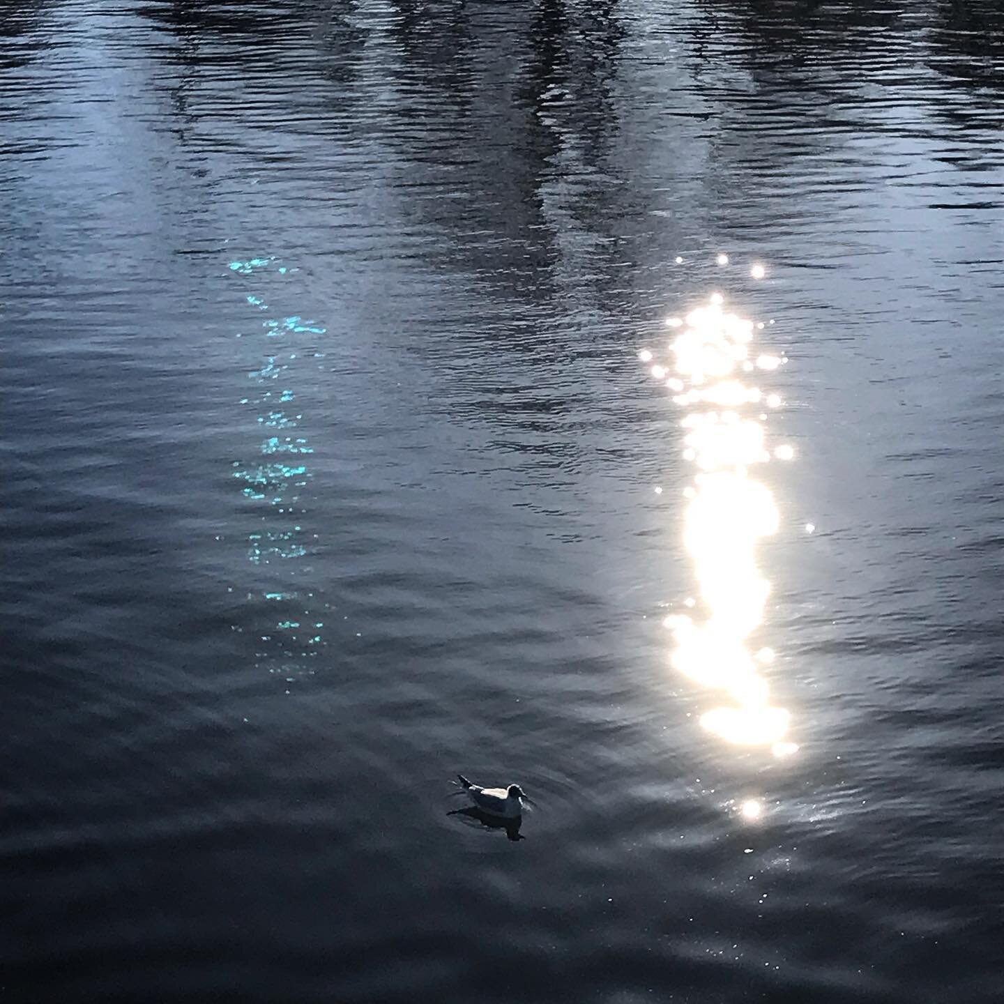 #meeuw #lekkerdrijvenendobberen #licht #entrepotdok #amsterdam #blokkieom #water #seagull #sunlight #reflection